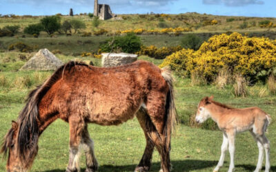 Romantikus Anglia, 2024. október 27 – 31.